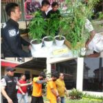 Polres Jember Berhasil Ungkap Tanaman Ganja Di Rumah Warga, Bupati Berikan Apresiasi