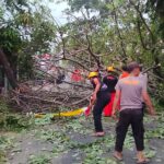 Gercep Polisi Bersama Warga Tangani Pohon Tumbang Akses Jalan Raya di Magetan Kembali Lancar