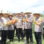 Polres Blitar Panen Kedua Jagung Swasembada untuk Anggota dan Masyarakat
