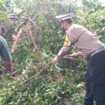 Polisi dan TNI Gotong Royong Tangani Pohon Tumbang Jalan Raya Balongbendo Sidoarjo Kembali Lancar