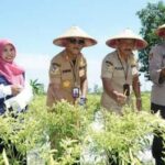 Panen Raya di Kecamatan Sepuluh, Potensi Komuditas Pangan di Bangkalan Potensial