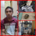 Aksinya Terekam CCTV, Satreskrim Polres Bangkalan Tangkap Pencuri Burung Murai Batu
