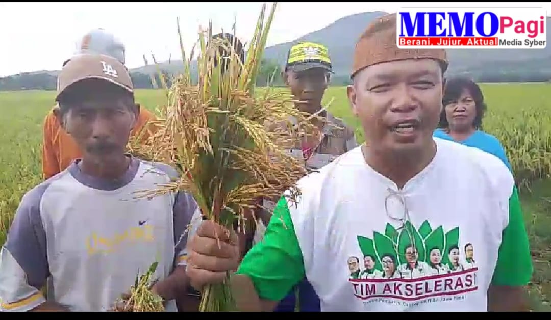 Belum Waktunya Panen Menjadi Kualitas Gabah Buruk, HKTI Jember Angkat Bicara