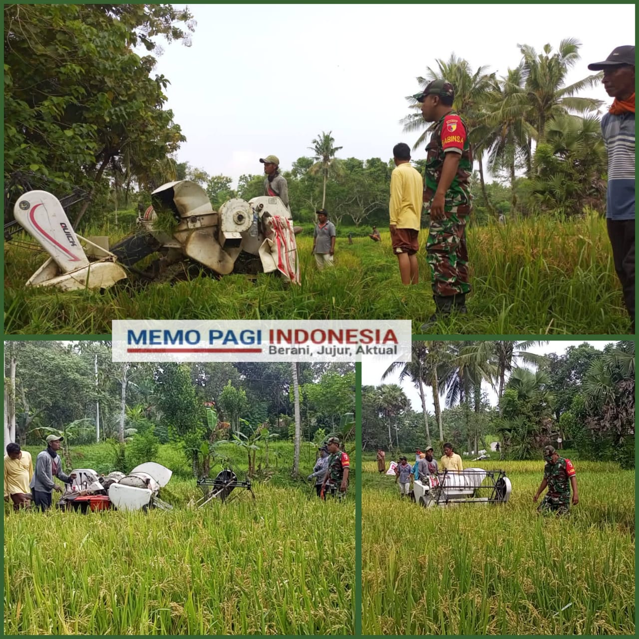 Sertu Budi Dampingi Panen Padi di Wilayah Kecamatan Kokop