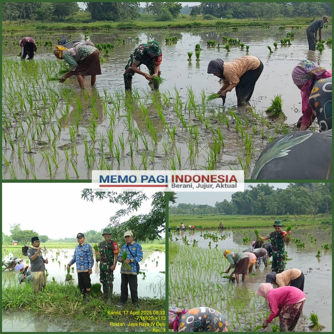 Tanam Padi Sekaligus Silaturahmi, Serka Efri Dampingi Penanaman Padi di Desa Naroh Modung