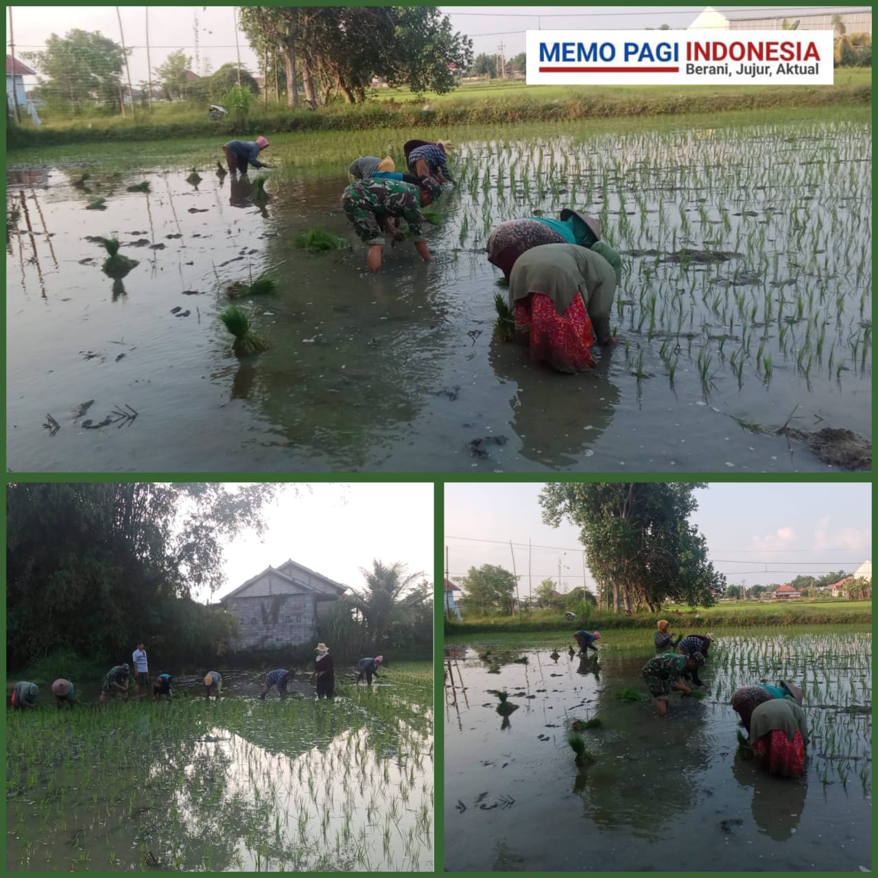 Babinsa Koramil 0829-09/Blega Serka Eko Purwanto Bantu Tanam Padi Dukung Ketahanan Pangan di Wilayah Binaannya