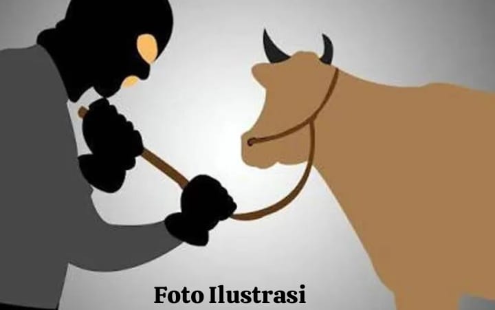 Aksi Pencurian 2 Ekor Sapi Di Nogosari Jember Terekam CCTV ,Kades Himbau Tingkatkan Siskamling